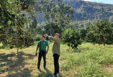 Jucy Gold Oranges Eosta Senior Product Manager Peke van Beek at Kivinaki in field