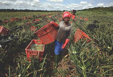 A pineapple farm in Ghana