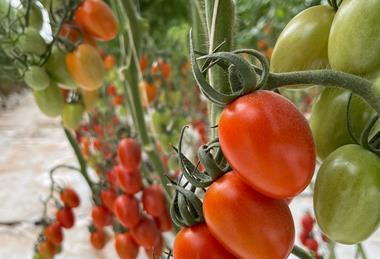 MA Delassus tomatoes