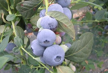 Australian blueberry production