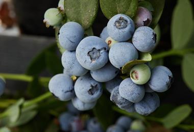Fall Creek blueberries