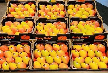 Ruby Gold mango