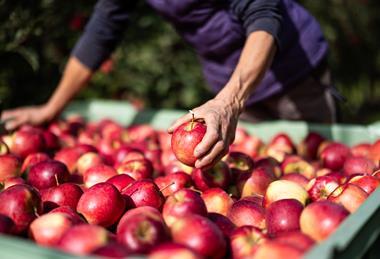 Vog organic Inored apples Armin Huber