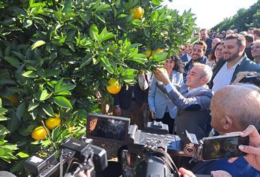PGI Valencian Citrus