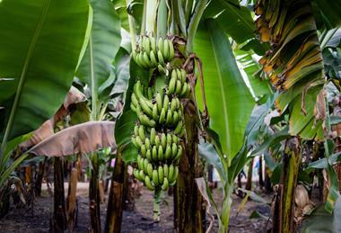 Banana farm in Asia Adobe Stock