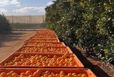 Hapag-Lloyd oranges South Africa