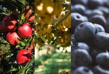 Leading New Zealand fruit exports