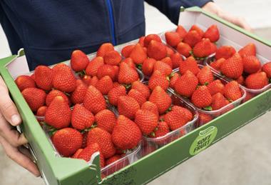 Inspire Strawberries The Greenery