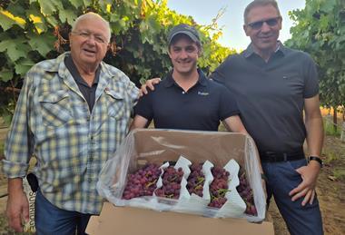 Tiqi grapes Shachar Karniel Grapa Global Jacobus van der Merwe Fruitips Rafi Karniel Grapa