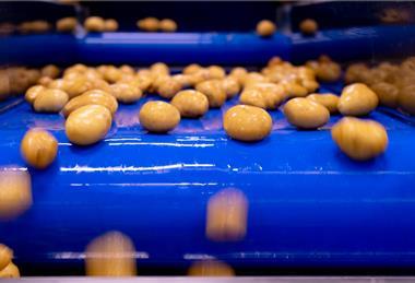 Naturitalia-Linea-Lavorazione-Patate-Patfrut