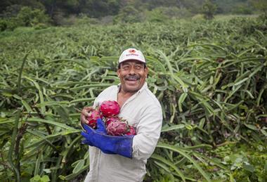 A dragon fruit grower and supplier to Innocent Drinks