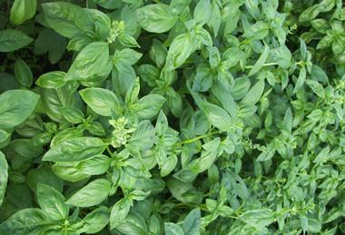 Israeli basil is in short supply
