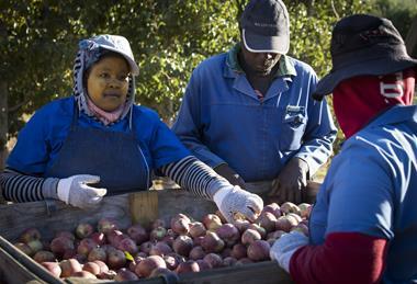South Africa apple harvest