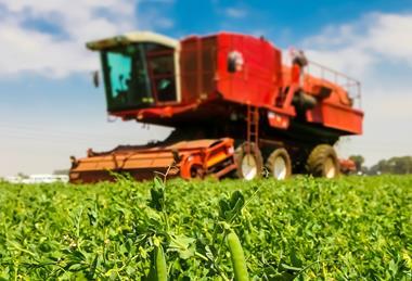 Recent extreme weather has raised concerns about the future of British pea production