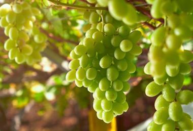 San Miguel Peruvian grapes