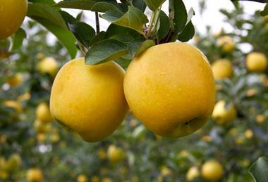 Yello orchard
