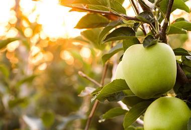 Golden Delicious apples Adobe Stock