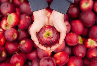 bravoapples-hero1a-hr