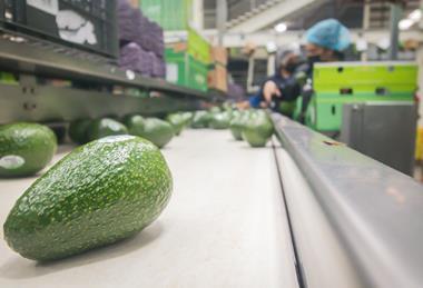 Apeam Mexican avocados