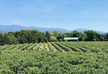 Argentine blueberry farm