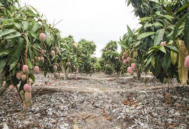 Mangoes Hainan China tropical fruit production orchard Adobe Stock