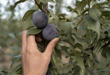 Queen Garnet plum Australia