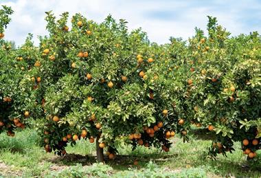Spanish oranges on tree Adobe Stock