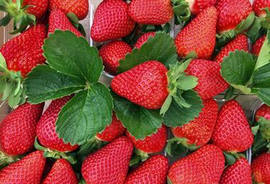 Flavia strawberries