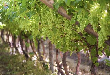 Hex River Valley table grapes Adobe Stock