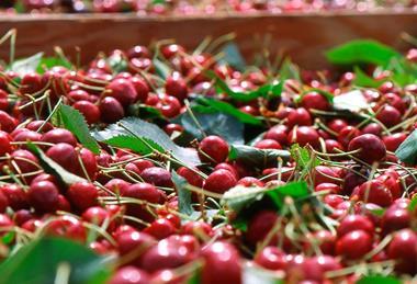 US NW Pacific Northwest Washington cherries in tub