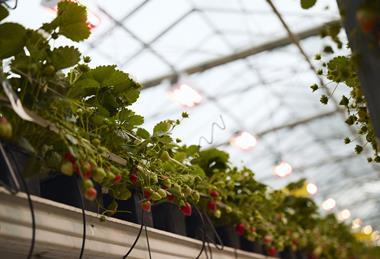 The Summer Berry Company's green energy solution recreates spring conditions indoors