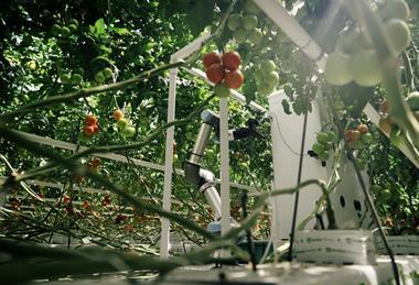 Rijk Zwaan Eternal.ag Harvester robot tomatoes