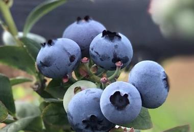 Ecuadorean blueberries