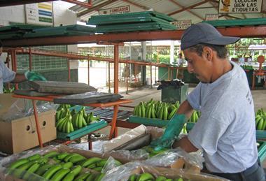Ecuadorean banana exports dipped in the first quarter of 2022