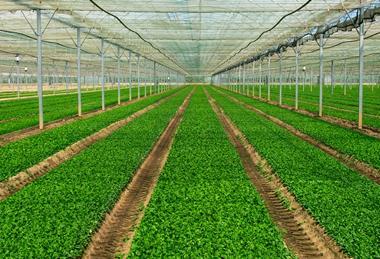 UK Agrial Florette lettuce