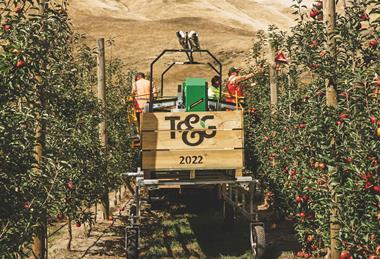 NZ Hawkes Bay Ebbett Orchard apples T&G Global TandG
