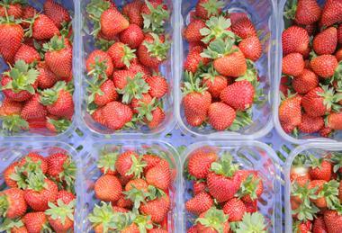 The strawberries will be in stores before Easter