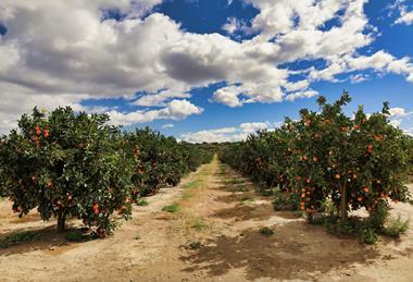 Orange grove South Africa Adobe Stock