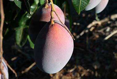 Montosa mango A