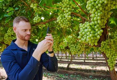 AgroFresh Solutions Aerobotics TrueFruit FreshCloud table grapes Australia 6388-37