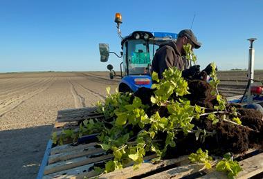 RS Hazelnut planting