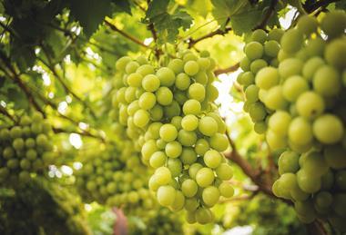 RSA South Africa table grapes