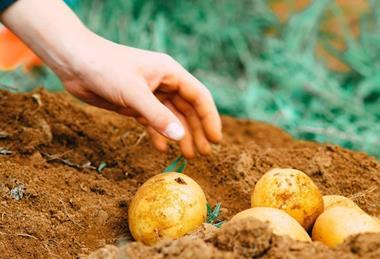 Hort Innovationn Australian potatoes