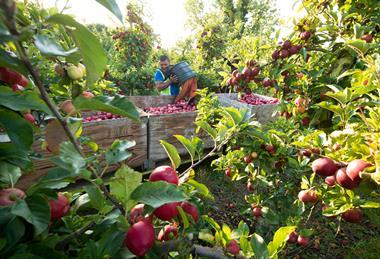 Retailers can expected dependable supplies of British apples and pears well into 2027