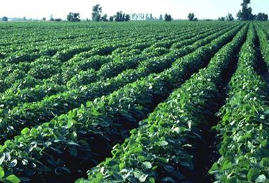 Brassica yields this year are as low as 50 per cent in some areas