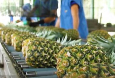 FR SIIM Terrasol pineapple