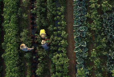Workers picking vegetables on farm birds-eye shot Adobe Stock