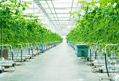 Glasshouse veg producers would be hit hard by energy cost increases