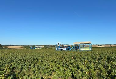 Harvester Herefordshire blackcurrants