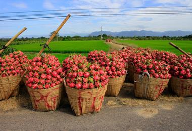 Vietnamese dragonfruit
